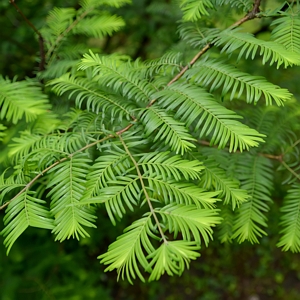 Dawn Redwood Tree